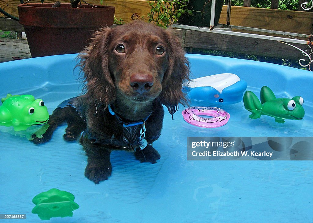 Wet Pets