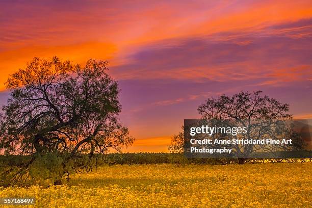 sunset in fredericksburg, texas - fredericksburg ストックフォトと画像