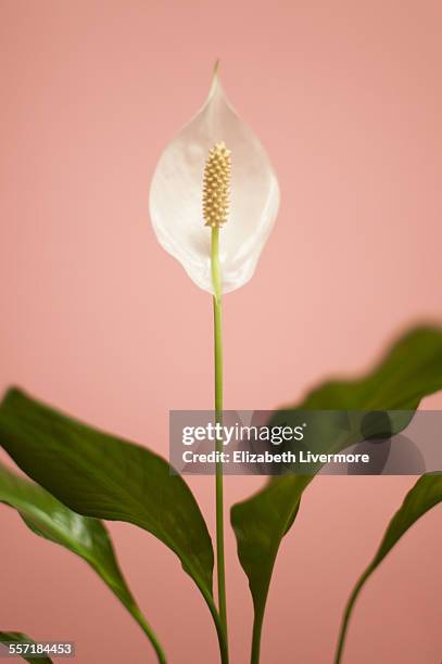 peace lily - spathiphyllum stock pictures, royalty-free photos & images