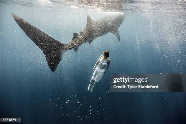 woman swimming with whale shark. - whale shark stock pictures, royalty-free photos & images