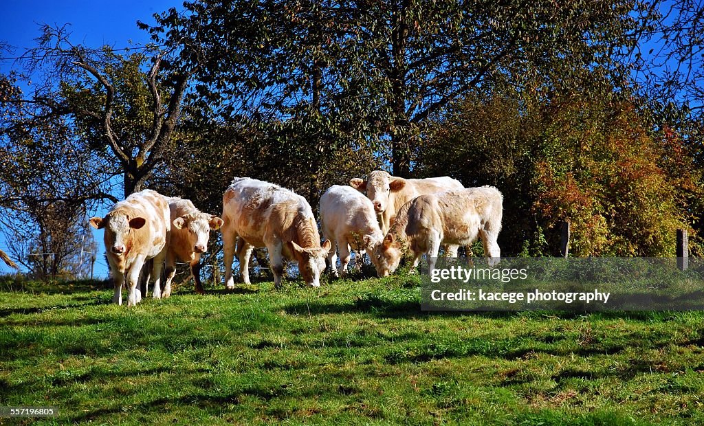 Flock of cows