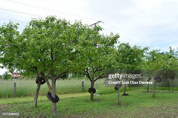 fruit trees and tires - feldmaus stock-fotos und bilder