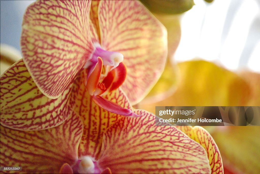 Finely focused pink and gold striped moth orchids