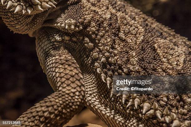 pagona, bearded dragon - sule pagoda stock pictures, royalty-free photos & images