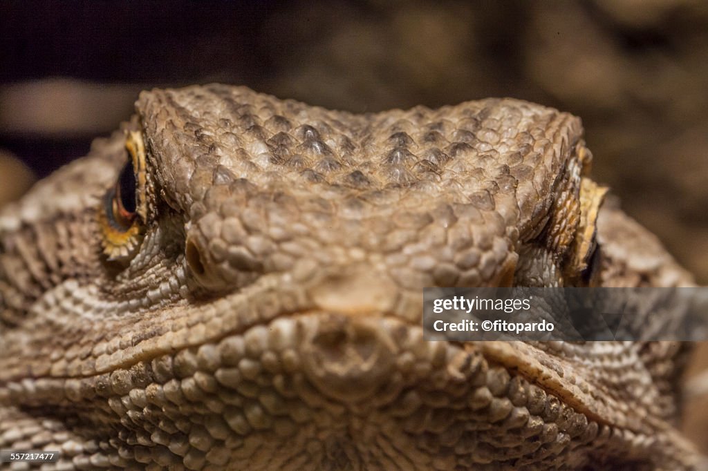 Pagona, bearded dragon