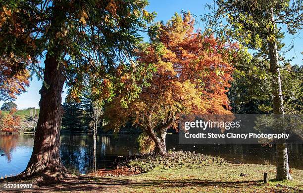 mclaren falls park - tauranga stock pictures, royalty-free photos & images