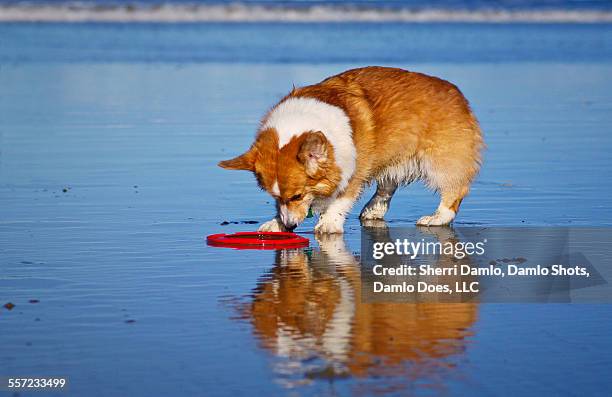 corgi and his reflection - damlo does bildbanksfoton och bilder