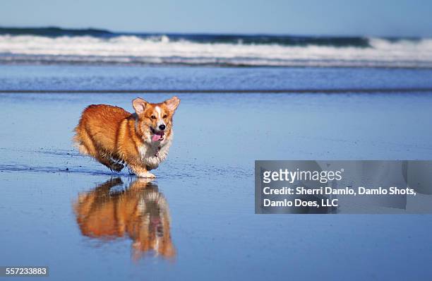 corgi and his reflection - damlo does stock pictures, royalty-free photos & images