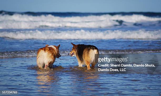 red- and tri-colored corgis in the ocean - damlo does stock-fotos und bilder
