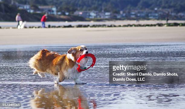corgi playing fetch on the beach - damlo does stock-fotos und bilder