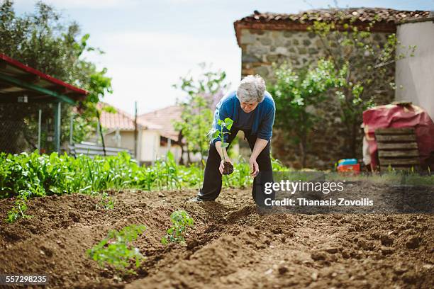 portrait of a senior woman - senior adult gardening stock pictures, royalty-free photos & images