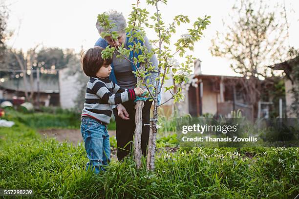 grandmother with her grandson gardening - old tree stock-fotos und bilder