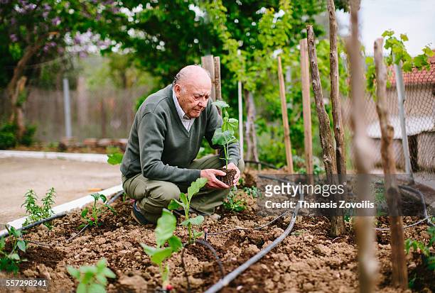 portrait of a senior man - gardening - fotografias e filmes do acervo
