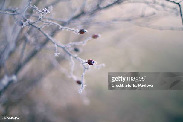 frozen briar twigs with berries - rosa eglanteria stock pictures, royalty-free photos & images