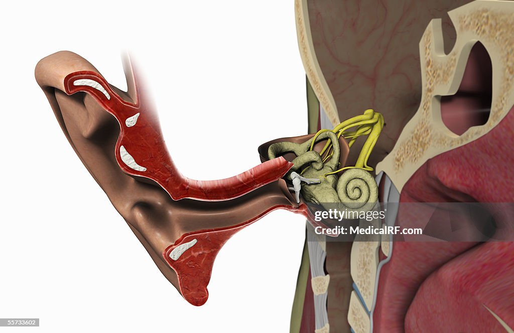 A cross section showing the interior of the ear.