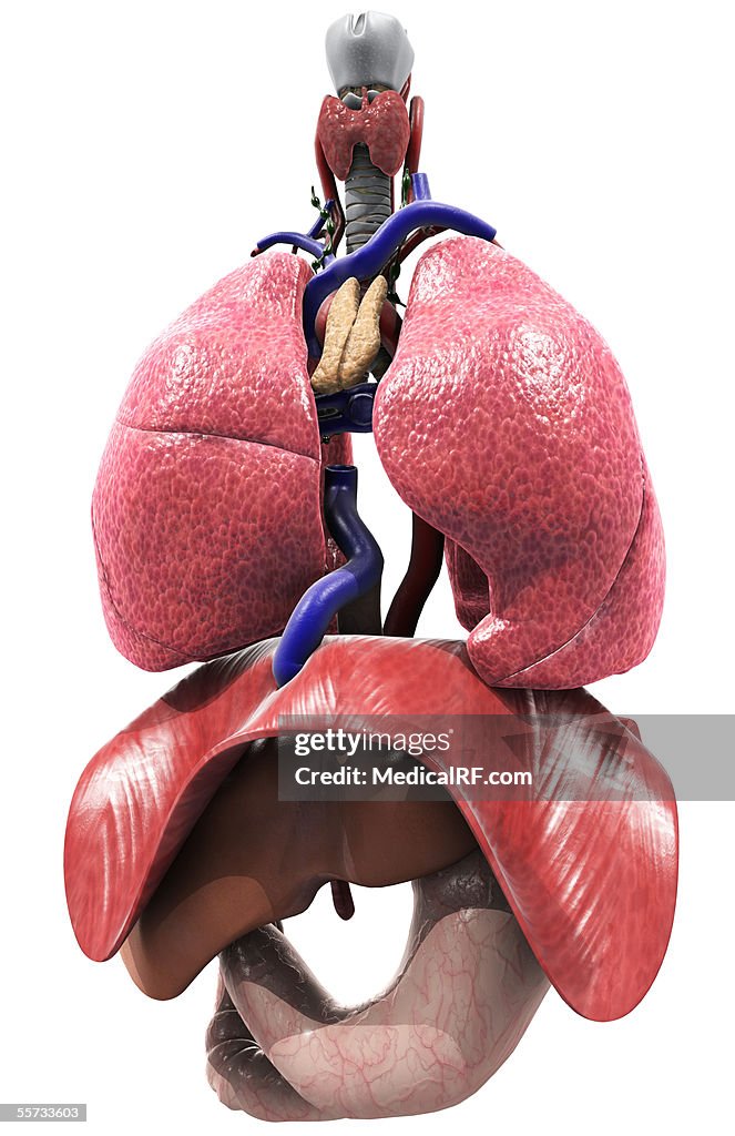 Anterior view of the lungs and upper body organs.