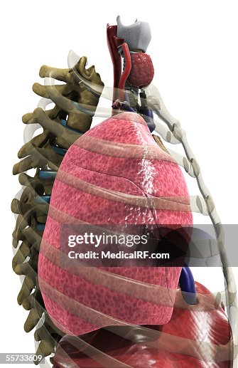 Right side profile of a lung within the chest. Right side profile of a lung within the chest.