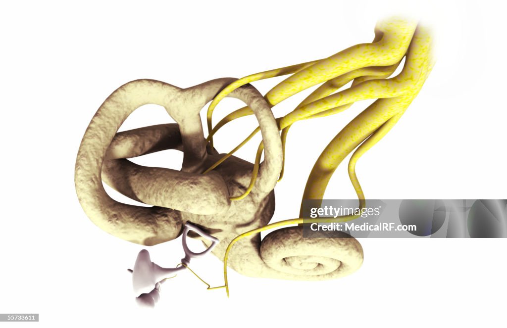Real Inner Ear A Closeup View Of The Interior Of The Ear Featuring The Cochlea And ...