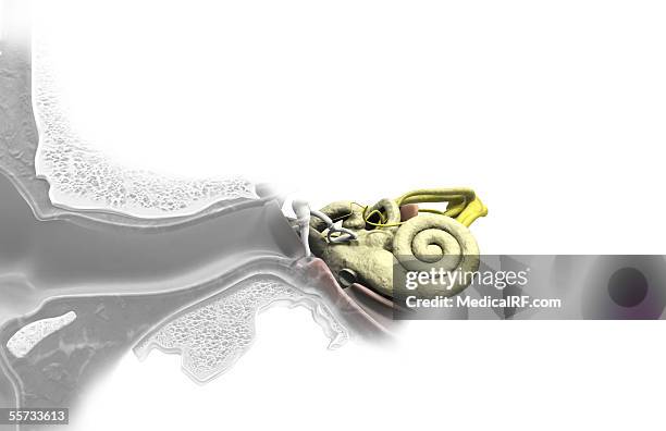 a colour illustration of the interior parts of the ear. - malleus stock illustrations