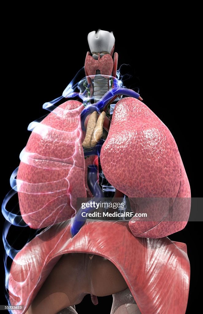 Anterior view of the lungs and diaphragm.