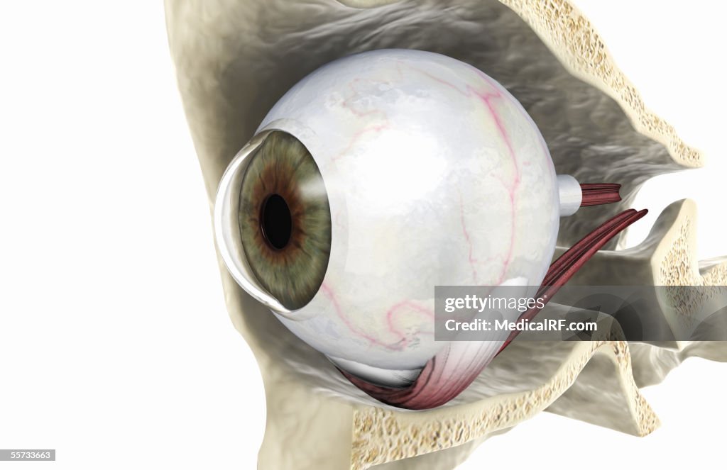 Lateral, front angled view of the right eyeball exposed in the skull.
