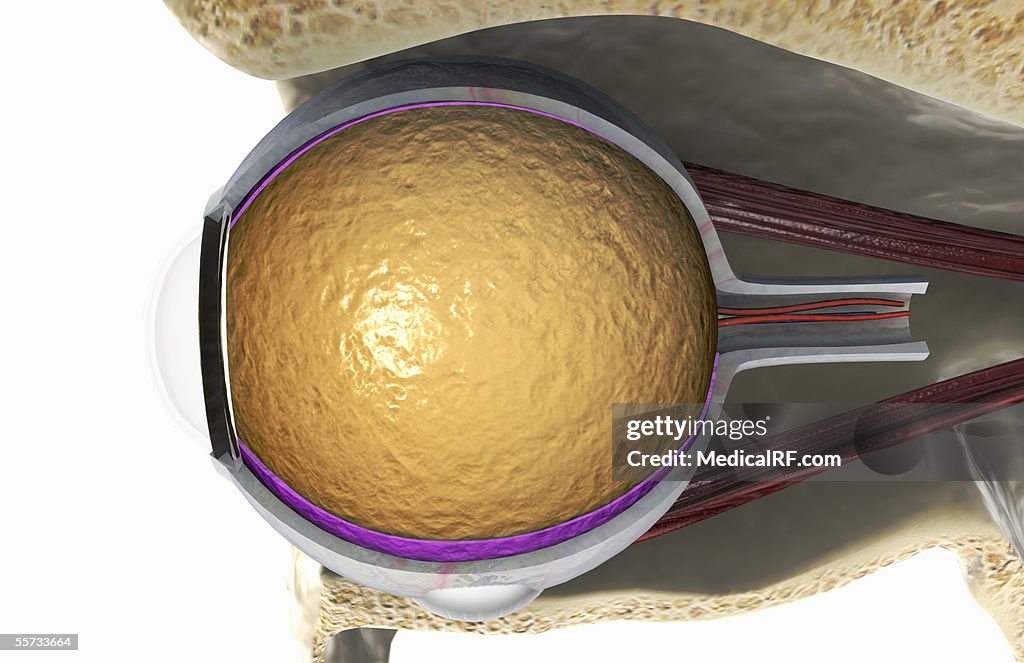 Lateral view of the right eyeball exposed in the eye socket.