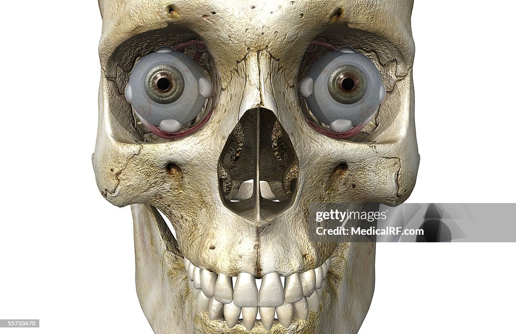 Anterior view of the human skull containing both eyeballs.