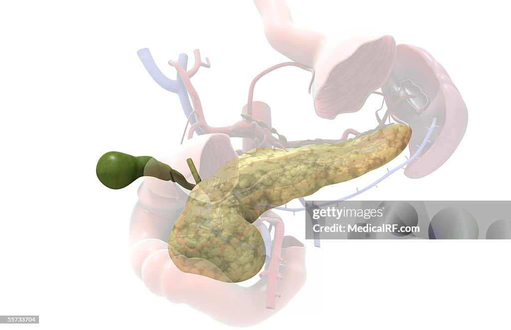 This image depicts the biliary system faded down to reveal the gallbladder and the pancreas.