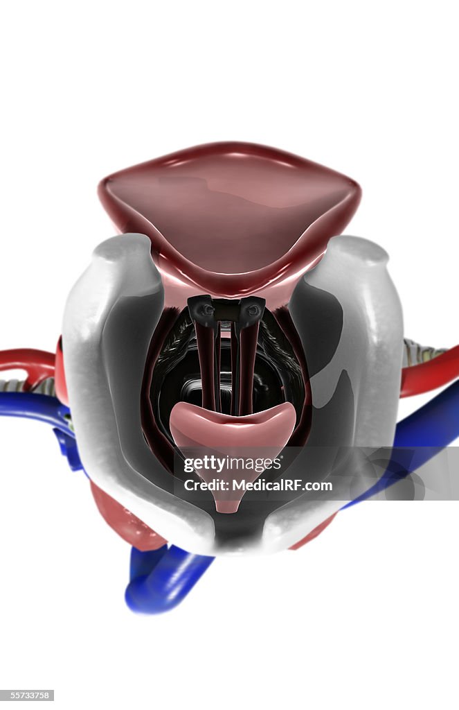 View from above of the larynx.
