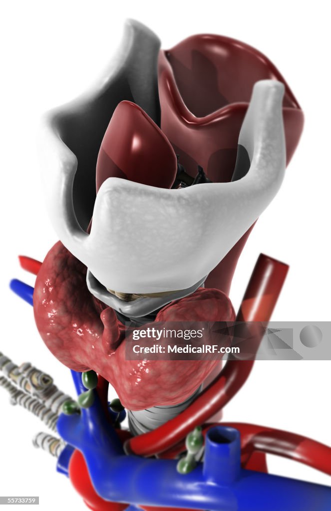 Anterior angled view of the larynx.