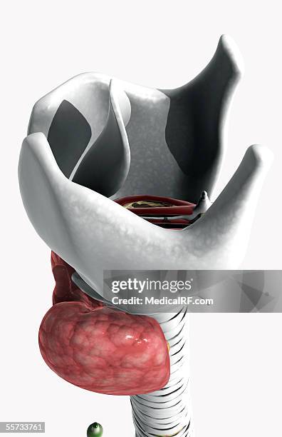 lateral angled view of the larynx. - nasal passage stock illustrations