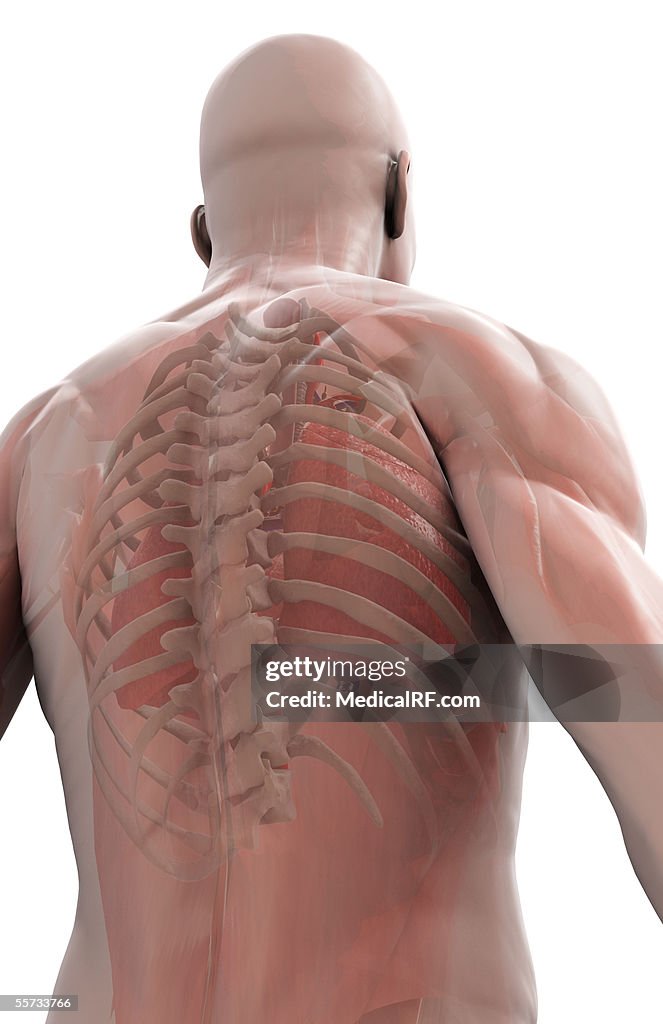 Second Posterior Rib Posterior Rib Cage Anatomy Human Rib Cage Anatomy Human Anatomy