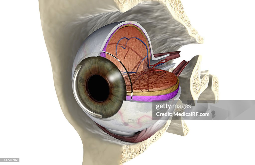 Anterior angled view of the right eyeball exposed in the eye socket.