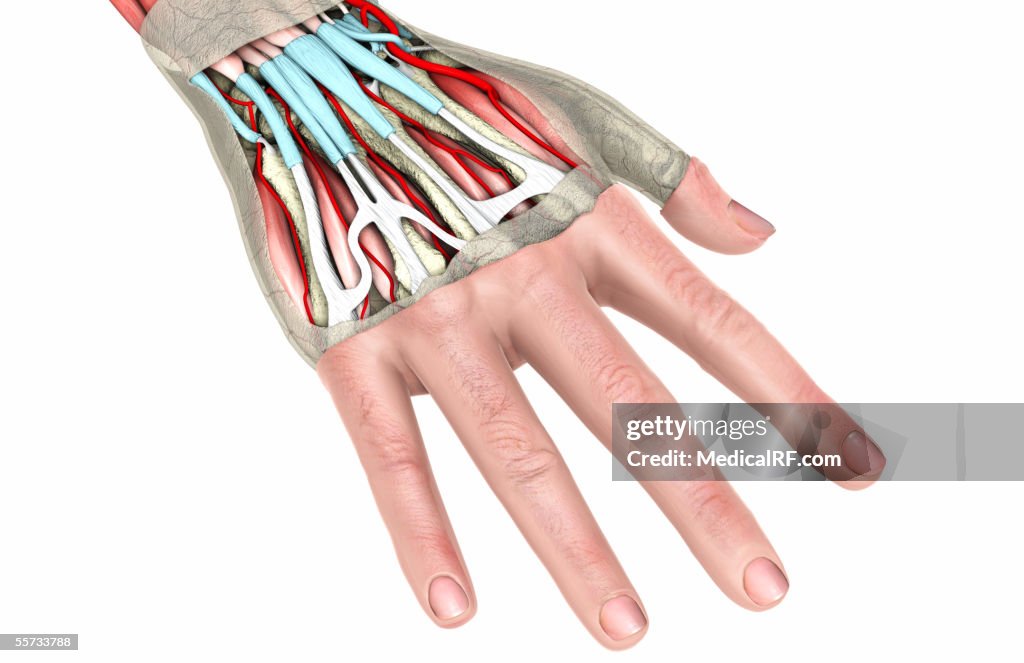 This image depicts the tendons and muscles within the hand.
