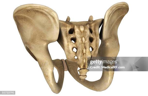 this image depicts the pelvis and sacrum bone. - schambeinfuge stock-grafiken, -clipart, -cartoons und -symbole