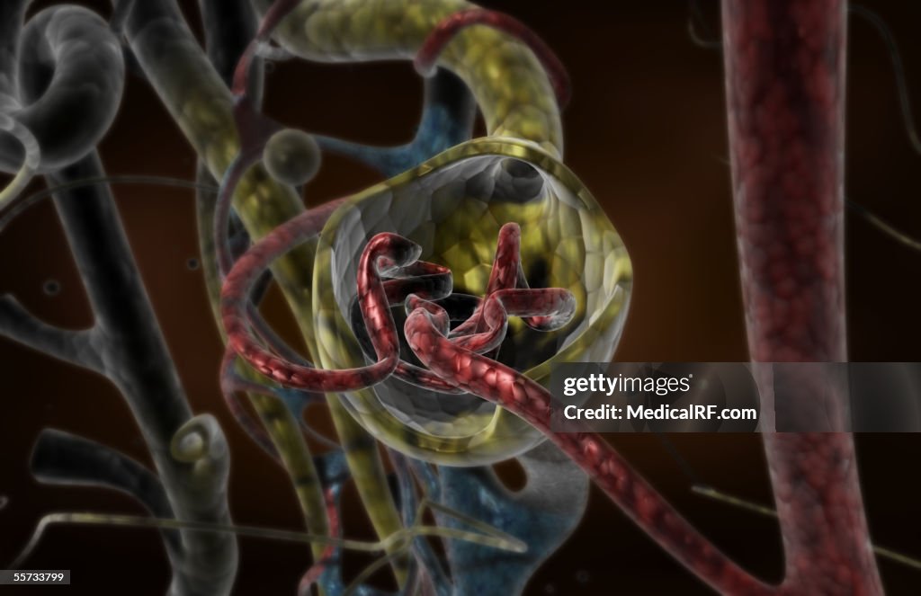 This image depicts a microscopic view of a sectioned glomerulus.