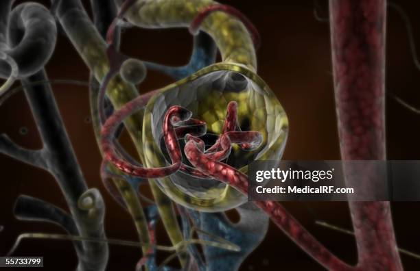 this image depicts a microscopic view of a sectioned glomerulus. - glomerulus stock illustrations