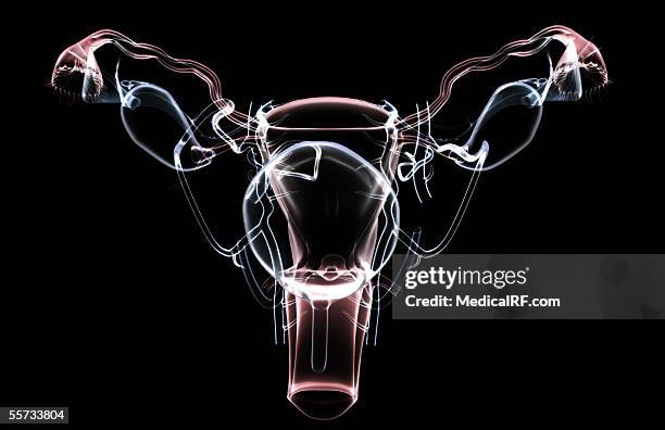 ilustraciones, imágenes clip art, dibujos animados e iconos de stock de anterior view of a translucent female reproductive system. - trompas de falopio