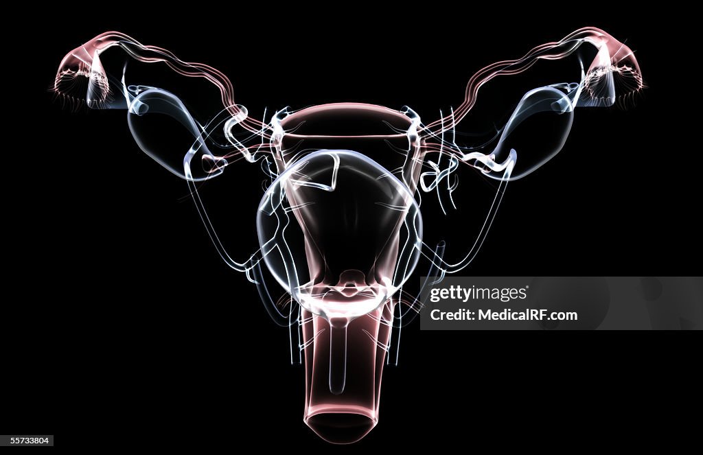 Anterior view of a translucent female reproductive system.