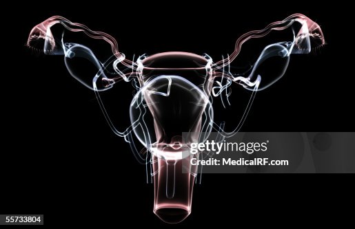 Translucent Femail Anterior View Of A Translucent Female Reproductive System High-Res ...