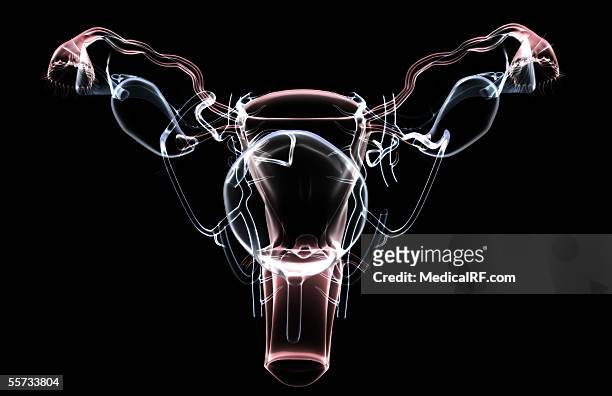 anterior view of a translucent female reproductive system. - myometrium stock illustrations