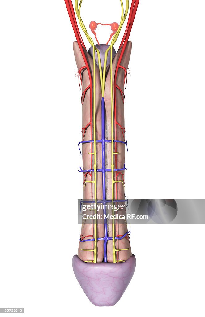 Anterior view of the shaft of a male penis.