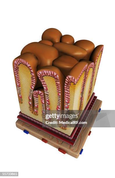 this image depicts a section of the gastric zone of the stomach. - gastric gland stock illustrations