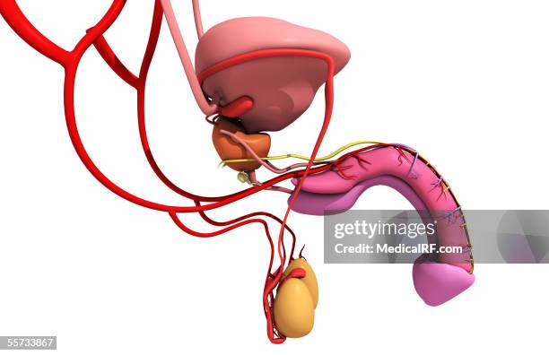 lateral view of the entire male reproductive system in solid colors. - gland of cowper stock illustrations