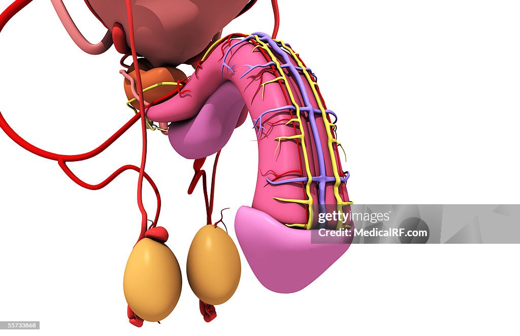Anterior angled view of the entire male reproductive system in solid colors.