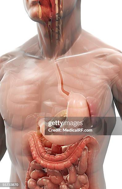 this image depicts the stomach, gastrointestinal system and sectioned head within the human body. - nasal passage stock illustrations