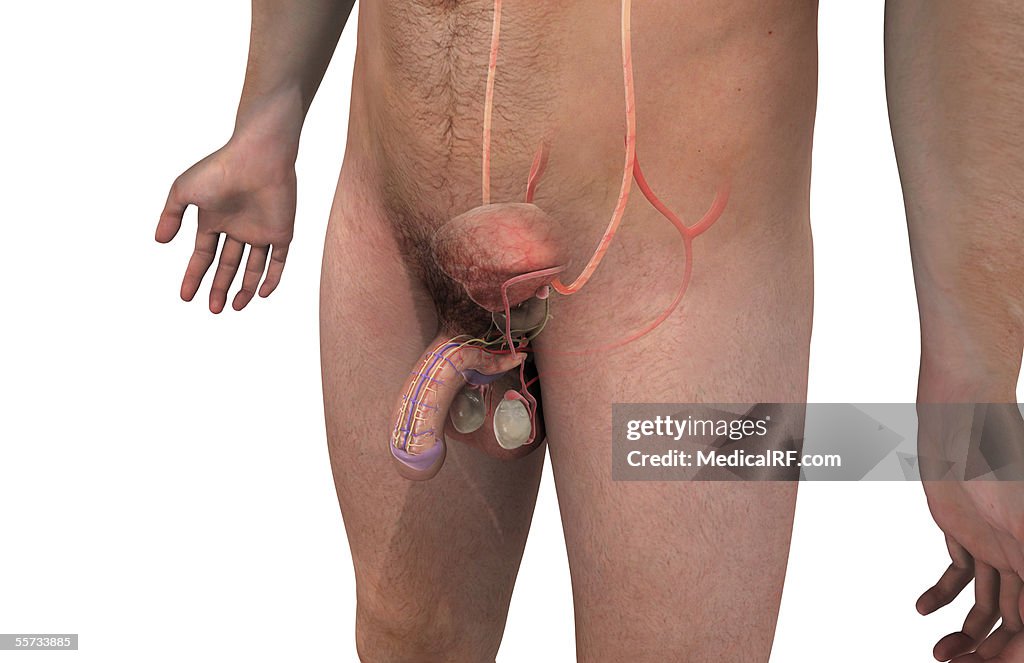 Anterior left hand side angled view of male torso showing the male urogenital system.