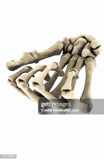 this image depicts the bones of the wrist and hand. - lunares stock illustrations