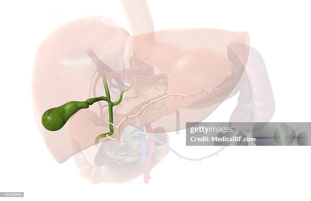 This image depicts the biliary system faded down showing the gallbladder and pancreatic duct.
