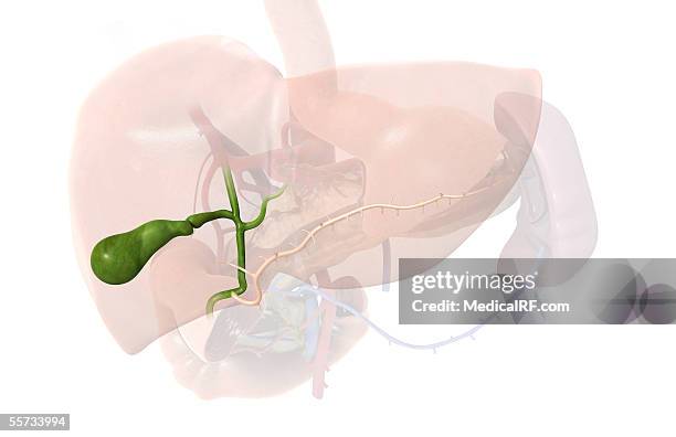 this image depicts the biliary system faded down showing the gallbladder and pancreatic duct. - human duodenum stock illustrations